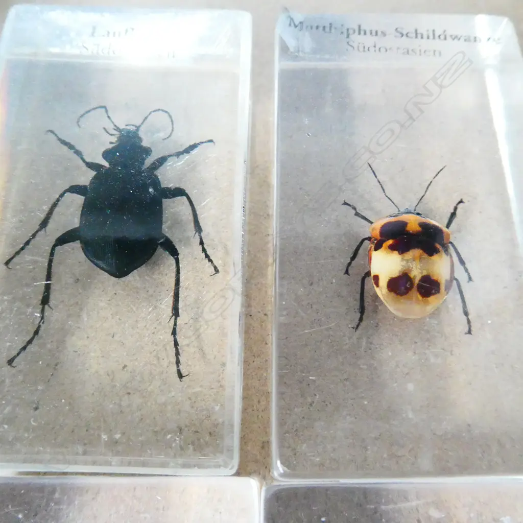 5 INSECT SPECIMENS IN ACRYLIC Image 1++