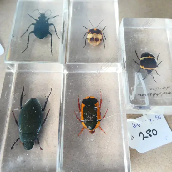 5 INSECT SPECIMENS IN ACRYLIC