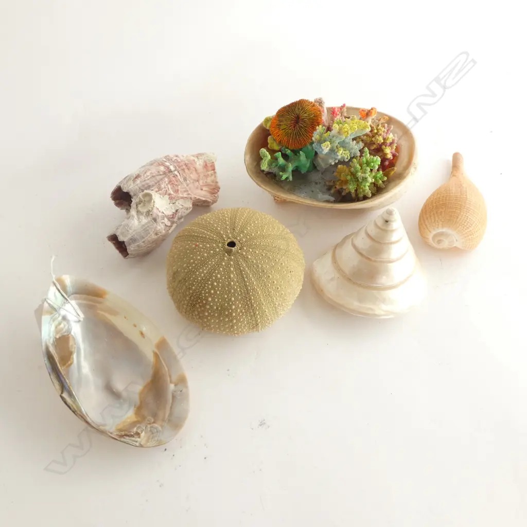 6 LARGER SEA SHELLS 1 WITH CORAL DISPLAY Image 1++