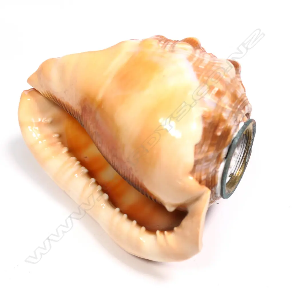 CARVED CONCH SHELL LAMP FITTING H. 135MM & CARVED TAHITIAN SHELL PLATE  195 X 170MM Image 1++