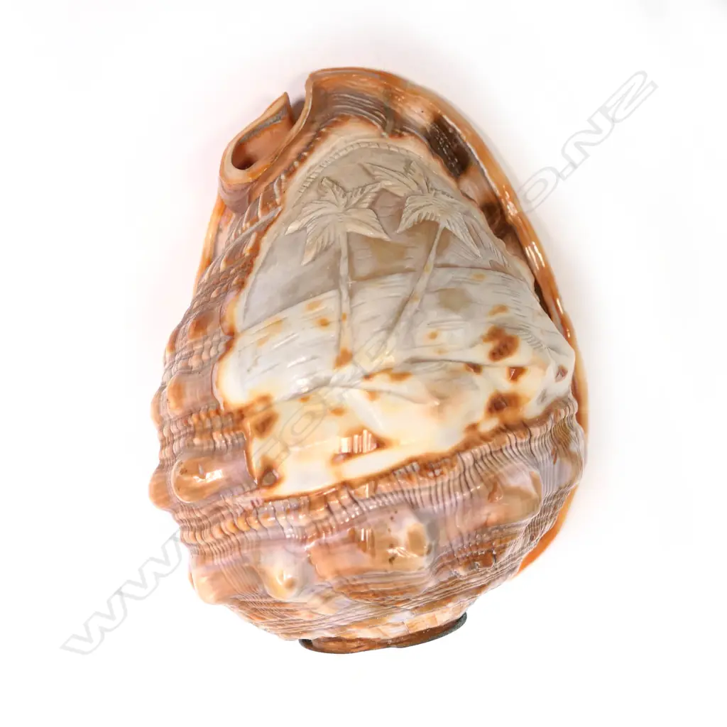 CARVED CONCH SHELL LAMP FITTING H. 135MM & CARVED TAHITIAN SHELL PLATE  195 X 170MM Image 1++