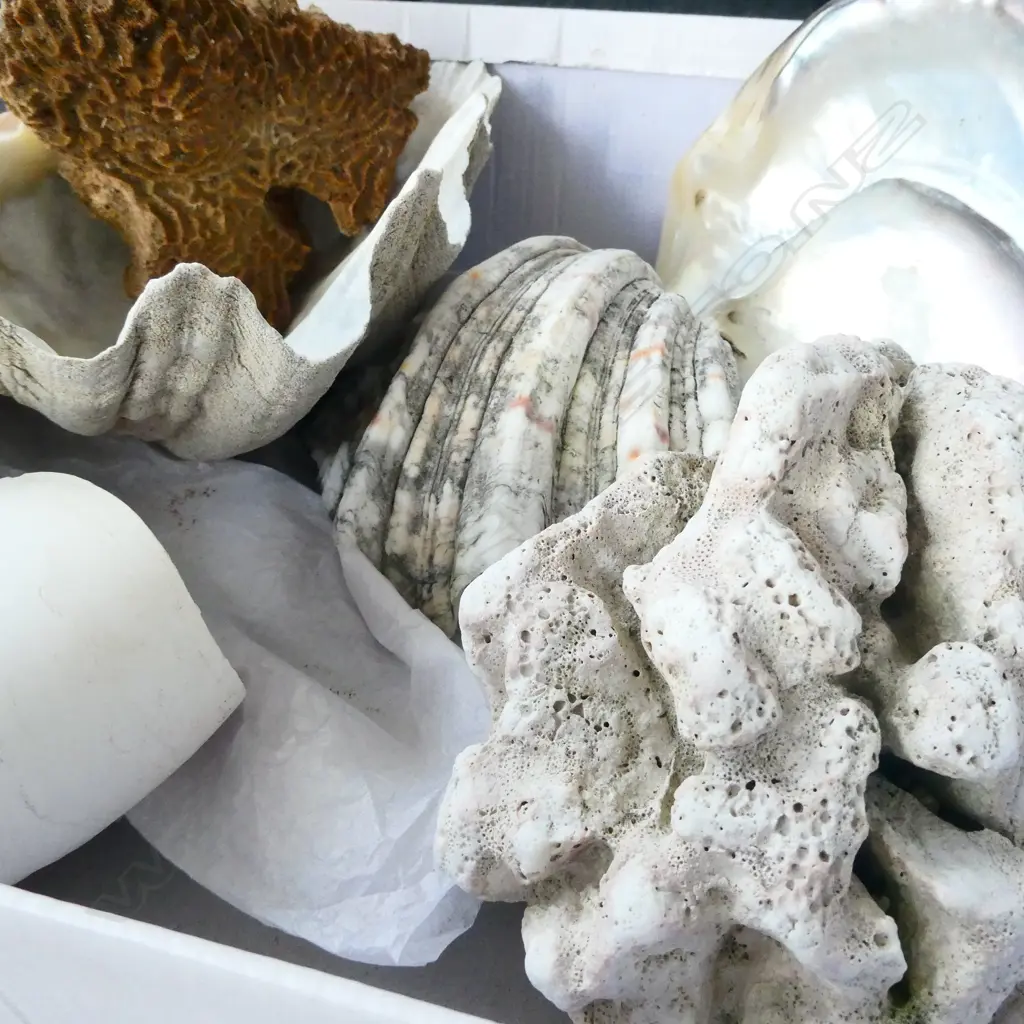 GOOD BOX OF SHELLS AND CORAL Image 1++
