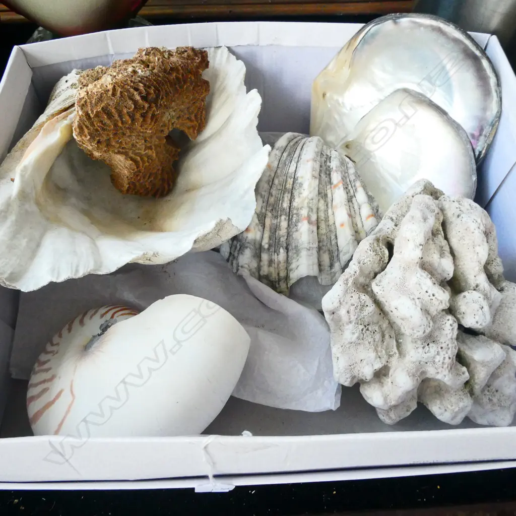 GOOD BOX OF SHELLS AND CORAL Image 1++