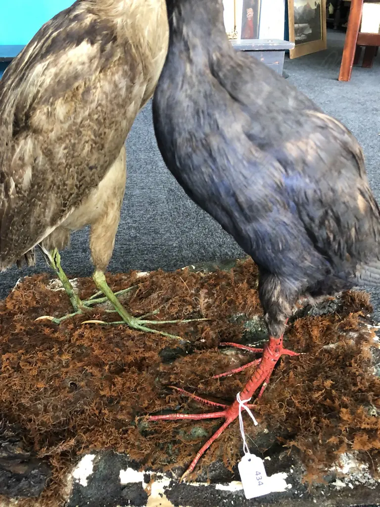 2 VINTAGE TAXIDERMY BIRDS ON SCULPTED BASE Image 1++