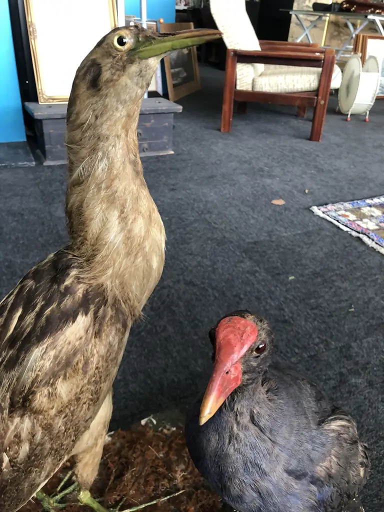 2 VINTAGE TAXIDERMY BIRDS ON SCULPTED BASE Image 1++