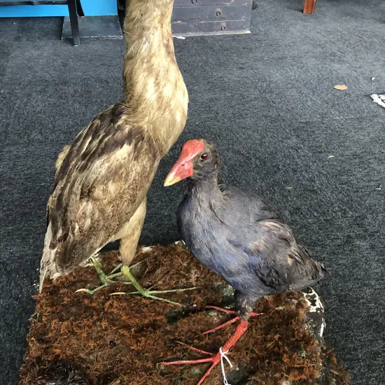 2 VINTAGE TAXIDERMY BIRDS ON SCULPTED BASE
