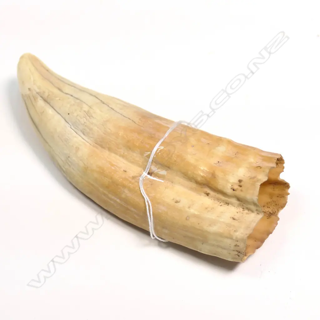 OLD SMALL SPERM WHALE TOOTH L.120mm Image 1++