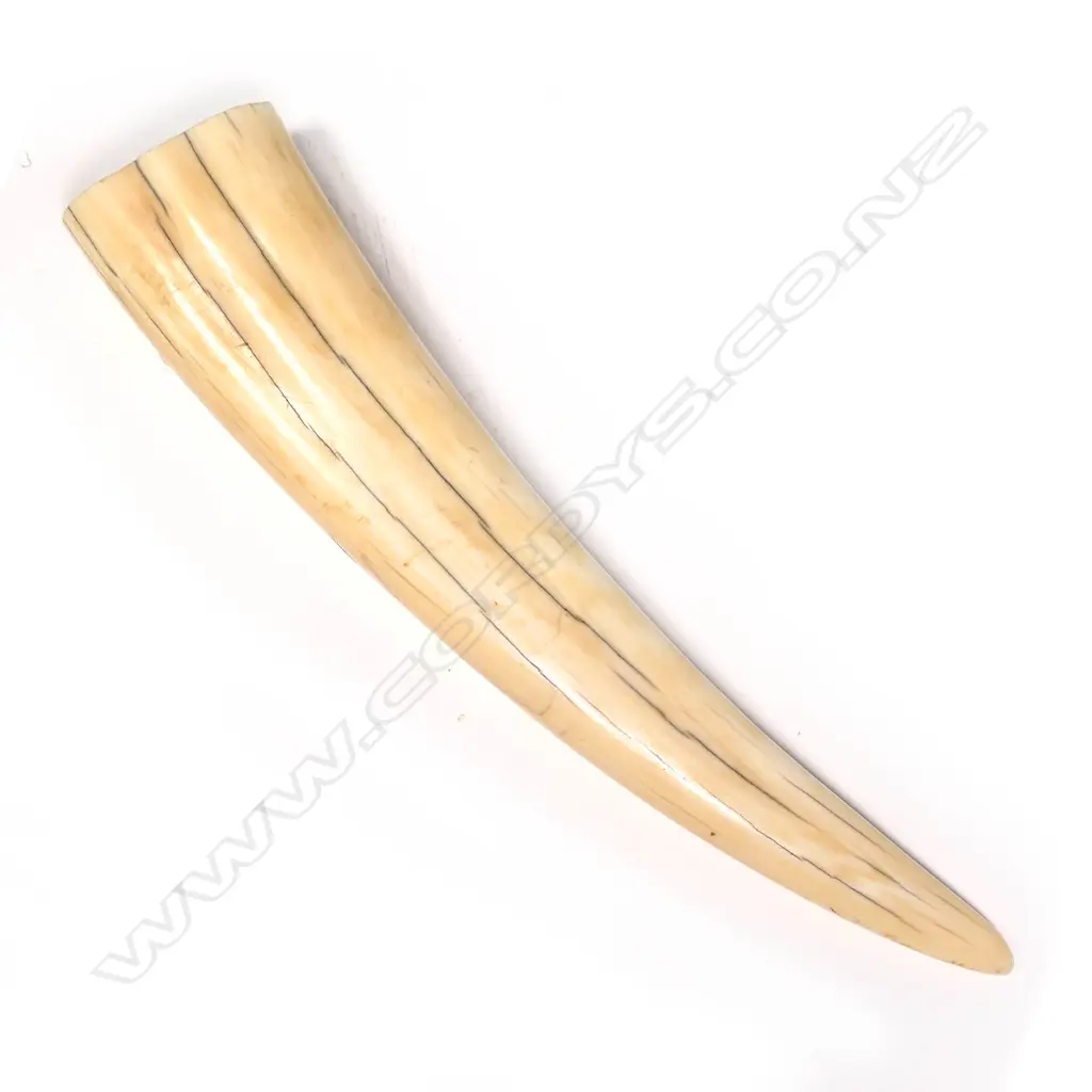 LGE OLD WALRUS TUSK- L 310MM 600+GMS Image 1++