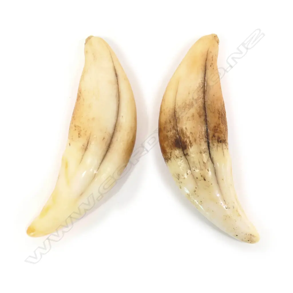 2 OLD SEA LION TEETH L.50mm Image 1++