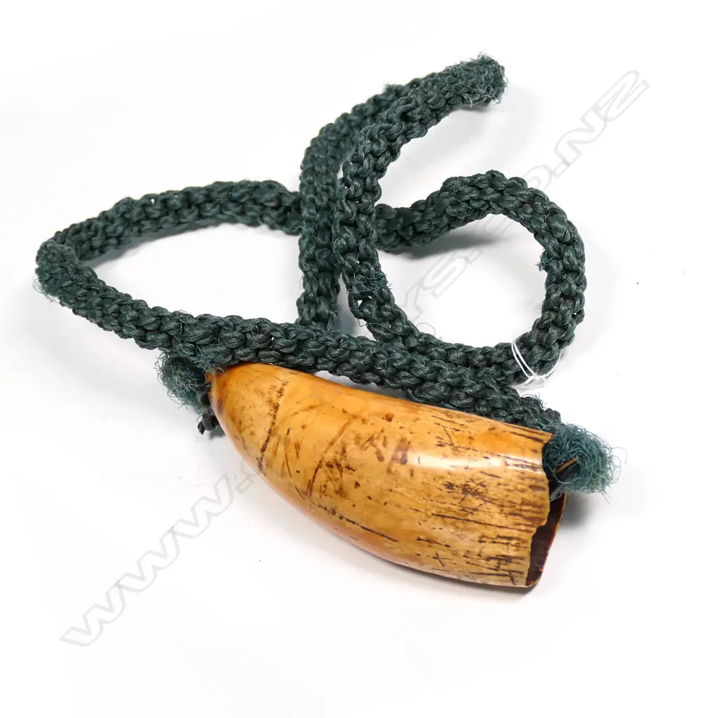 An old Fijian tabua Image 1++