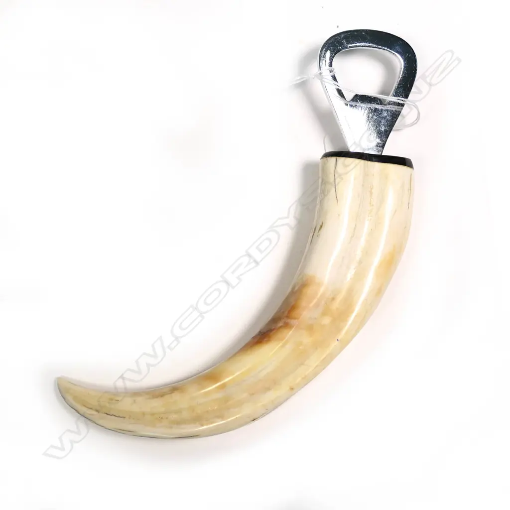 WARTHOG TUSK BOTTLE OPENER TUSK L.150mm Image 1++