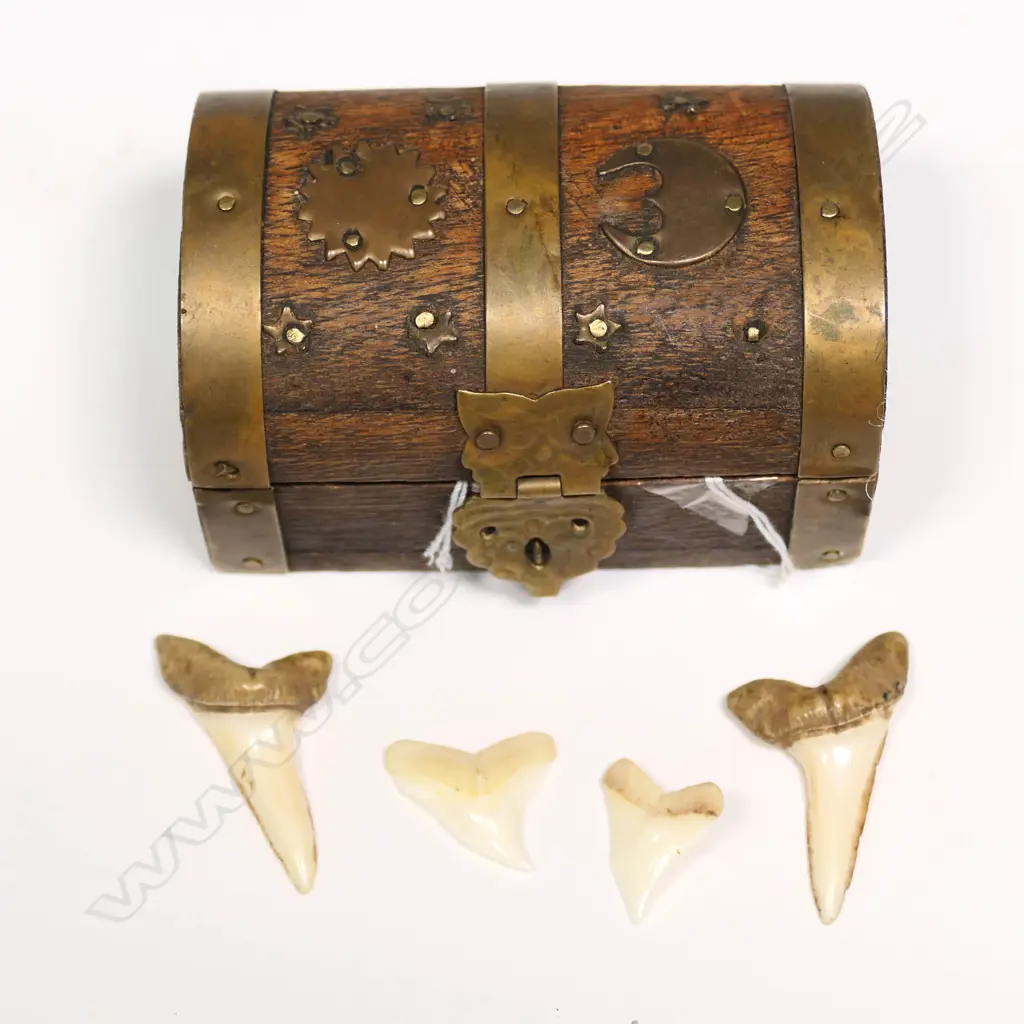 4 SHARK TEETH IN MINI CASKET Image 1++