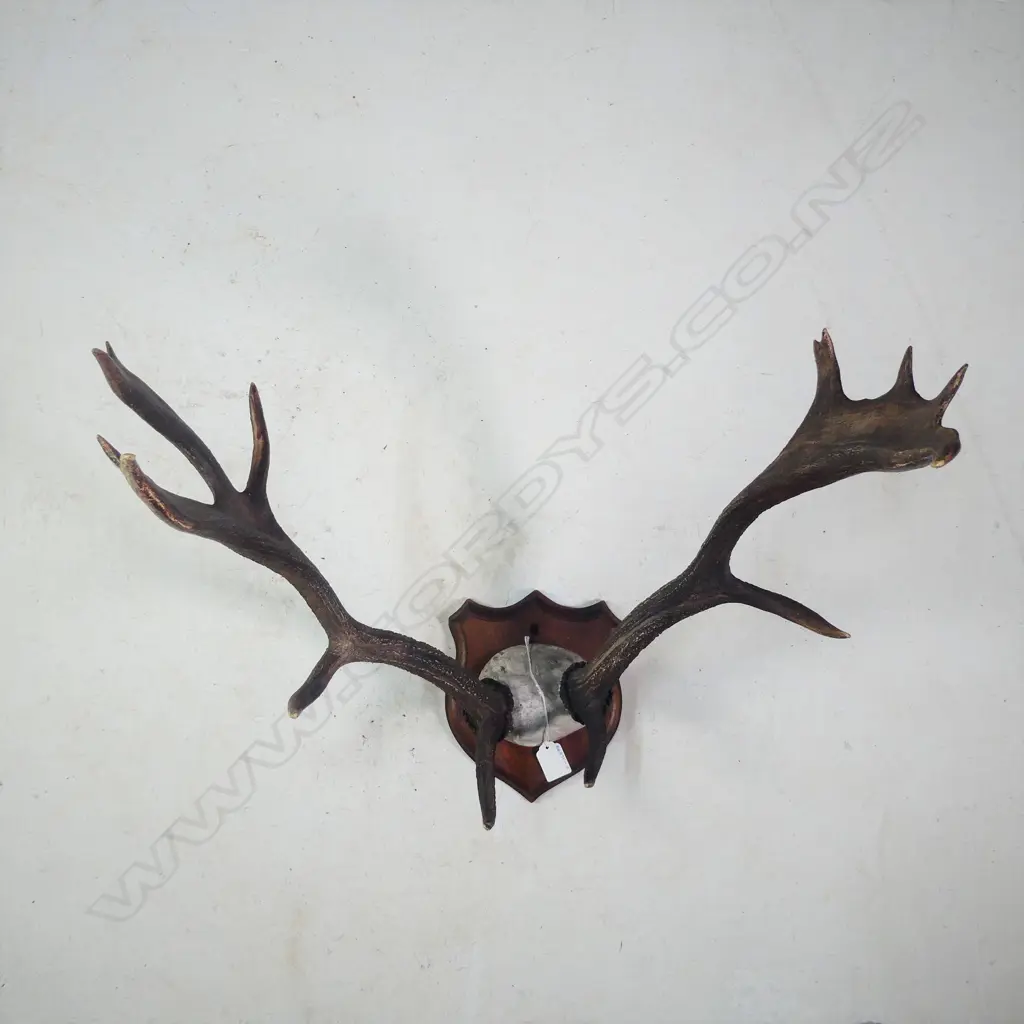 PR 14 POINT? MOUNTED DEER ANTLERS W.500MM Image 1++
