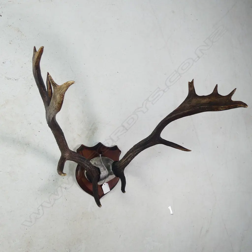 PR 14 POINT? MOUNTED DEER ANTLERS W.500MM Image 1++