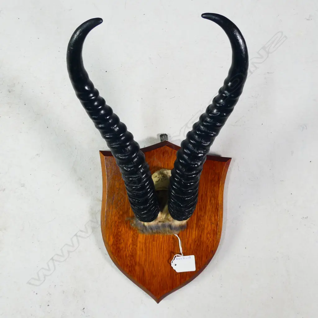PR SHIELD MOUNTED ANTELOPE ANTLERS L. 275MM Image 1++