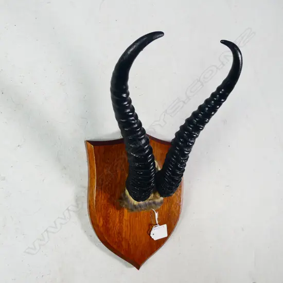 PR SHIELD MOUNTED ANTELOPE ANTLERS L. 275MM