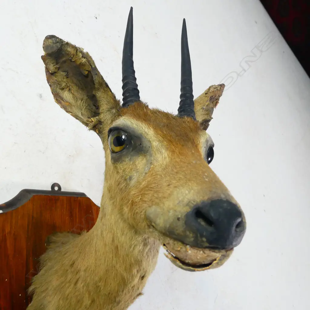 SOUTH AFRICAN KLIPSPRINGER HEAD MOUNT ON SHIELD A.F  Image 1++