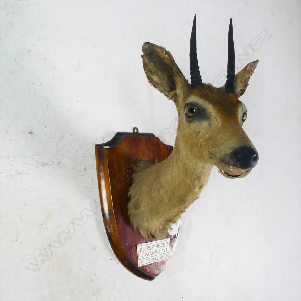 SOUTH AFRICAN KLIPSPRINGER HEAD MOUNT ON SHIELD A.F  Image 1++