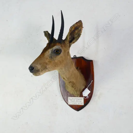 SOUTH AFRICAN KLIPSPRINGER HEAD MOUNT ON SHIELD A.F 