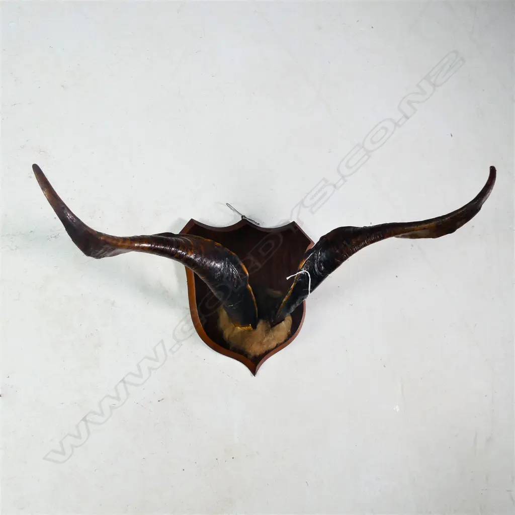PR LARGE MOUNTED GOAT? HORNS W.710MM Image 1++