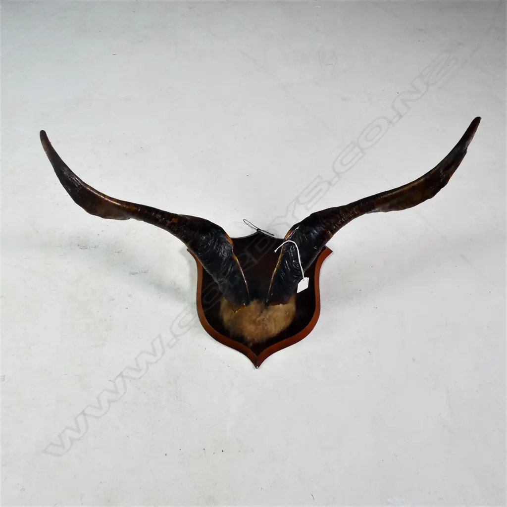 PR LARGE MOUNTED GOAT? HORNS W.710MM Image 1++