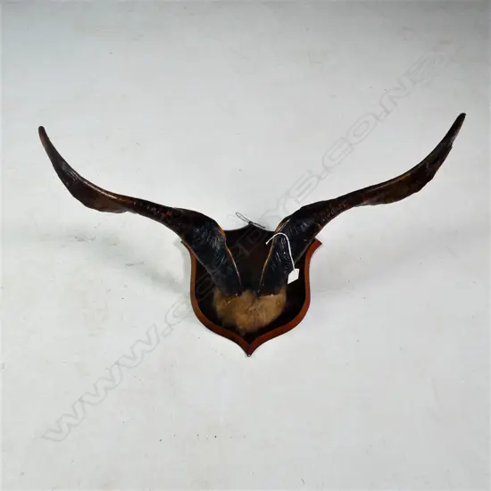 PR LARGE MOUNTED GOAT? HORNS W.710MM
