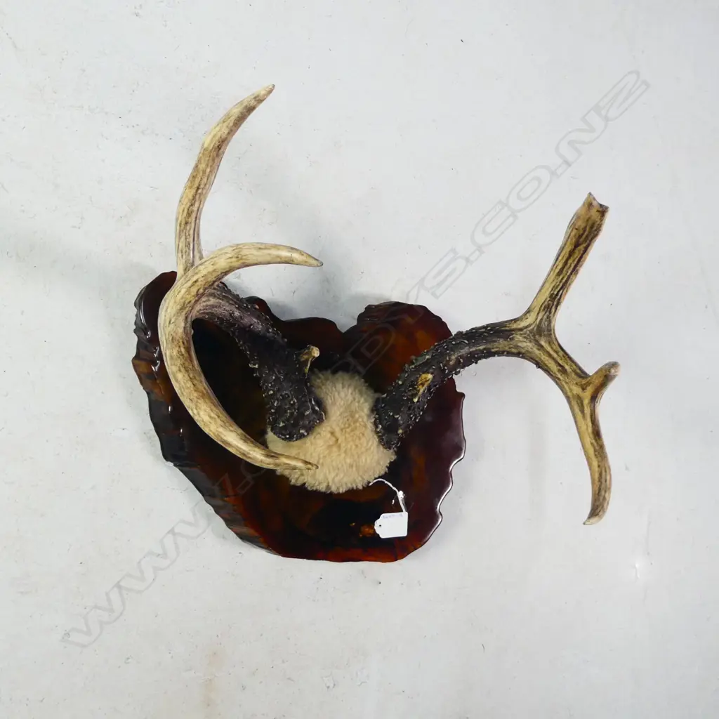 PR 8 POINT DEER ANTLERS MOUNTED ON POLISHED EXOTIC WOOD PANEL W. 390MM Image 1++