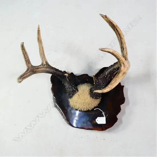 PR 8 POINT DEER ANTLERS MOUNTED ON POLISHED EXOTIC WOOD PANEL W. 390MM