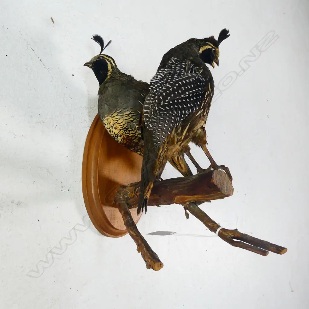 PR TAXIDERMY QUAIL WALL AND BRANCH MOUNT  Image 1++