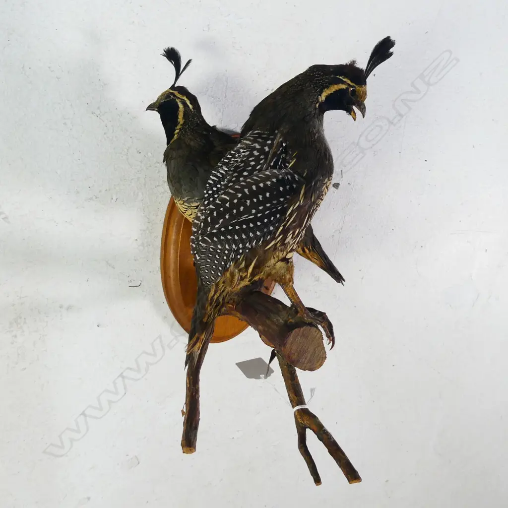 PR TAXIDERMY QUAIL WALL AND BRANCH MOUNT  Image 1++