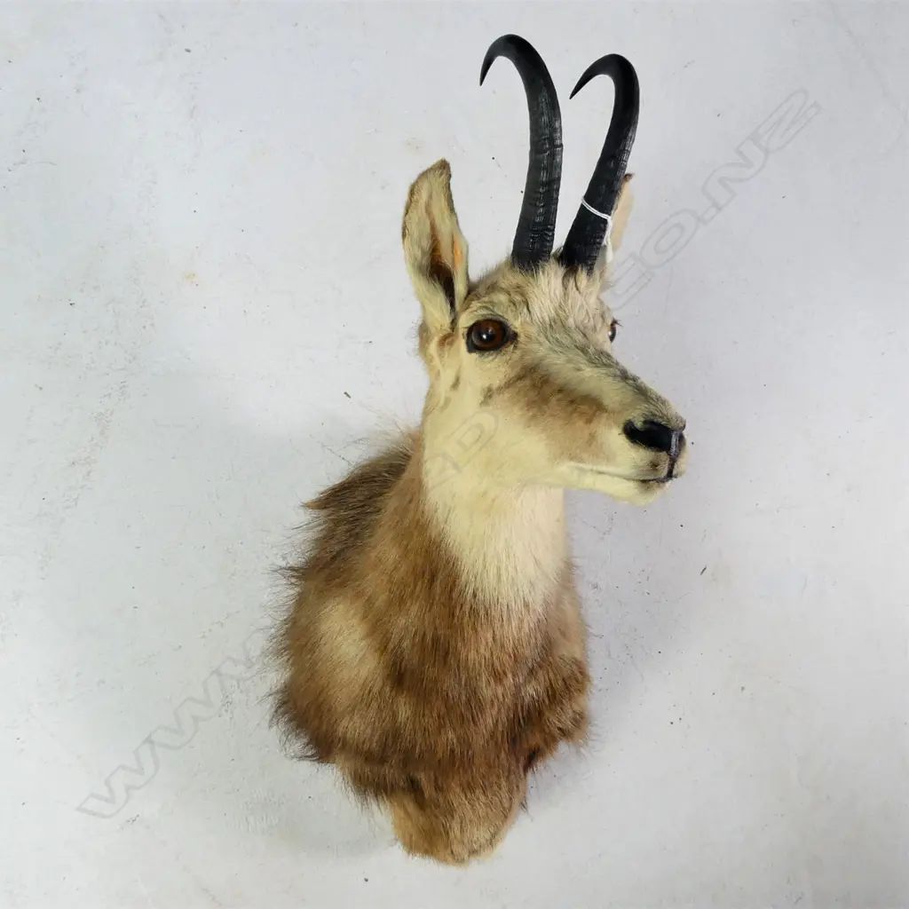 SOUTH ISLAND CHAMOIS TAXIDERMY HEAD CHEST MOUNT Image 1++