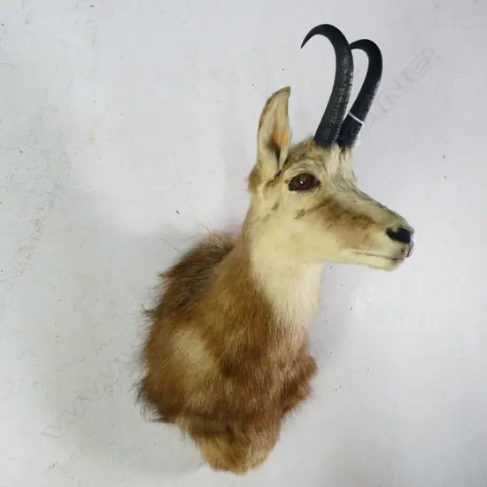 SOUTH ISLAND CHAMOIS TAXIDERMY HEAD CHEST MOUNT