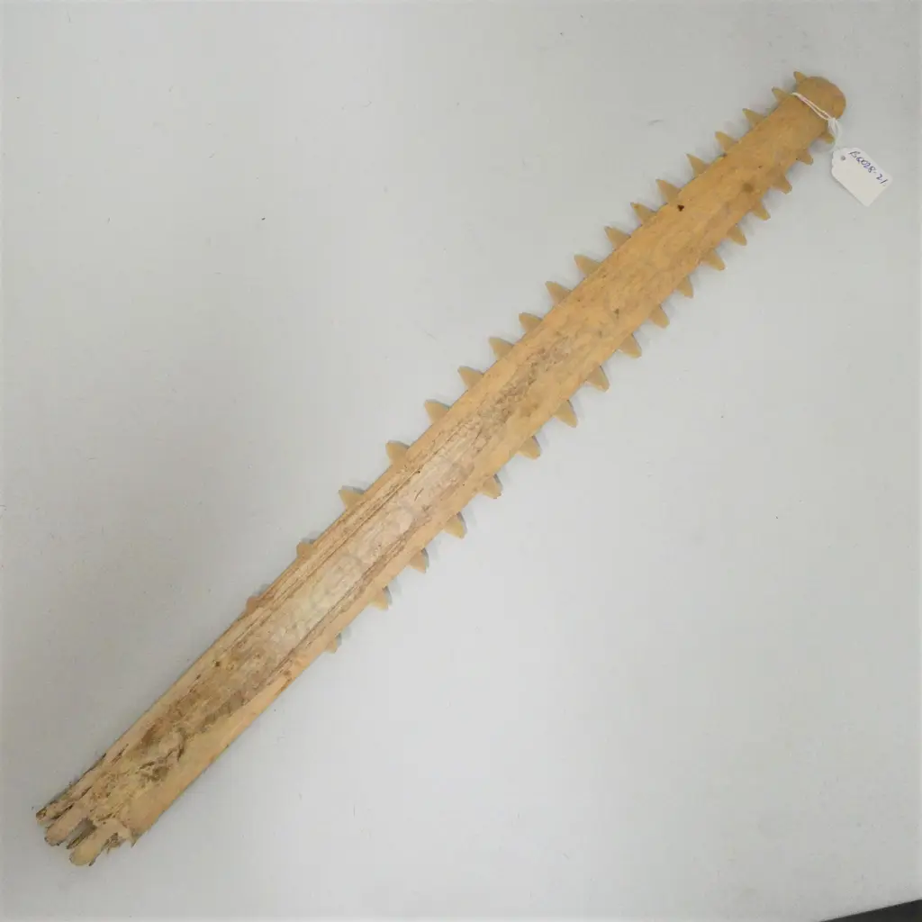 OLD SAWFISH BILL L.625mm Image 1++