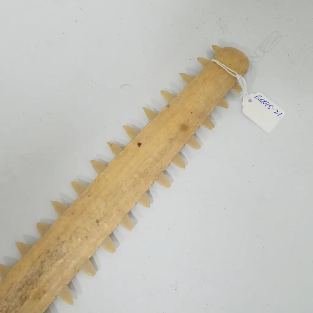 OLD SAWFISH BILL L.625mm Image 1++