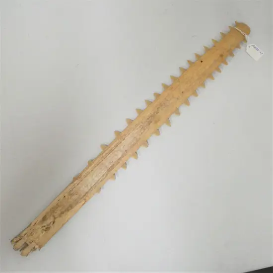 OLD SAWFISH BILL L.625mm