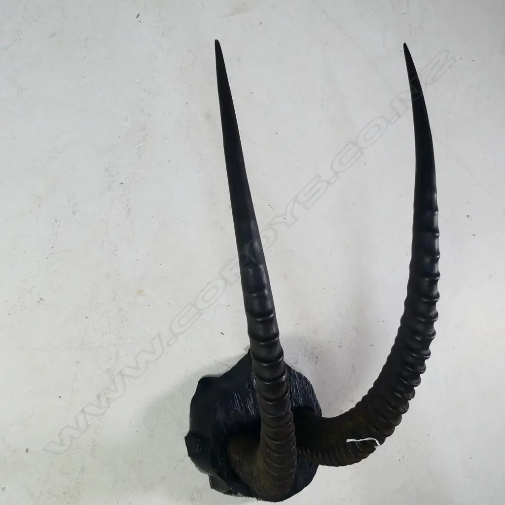 PR LONG RIBBED ANTELOPE HORNS. MOUNTED L. 710MM Image 1++