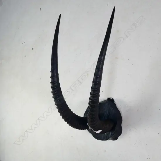 PR LONG RIBBED ANTELOPE HORNS. MOUNTED L. 710MM