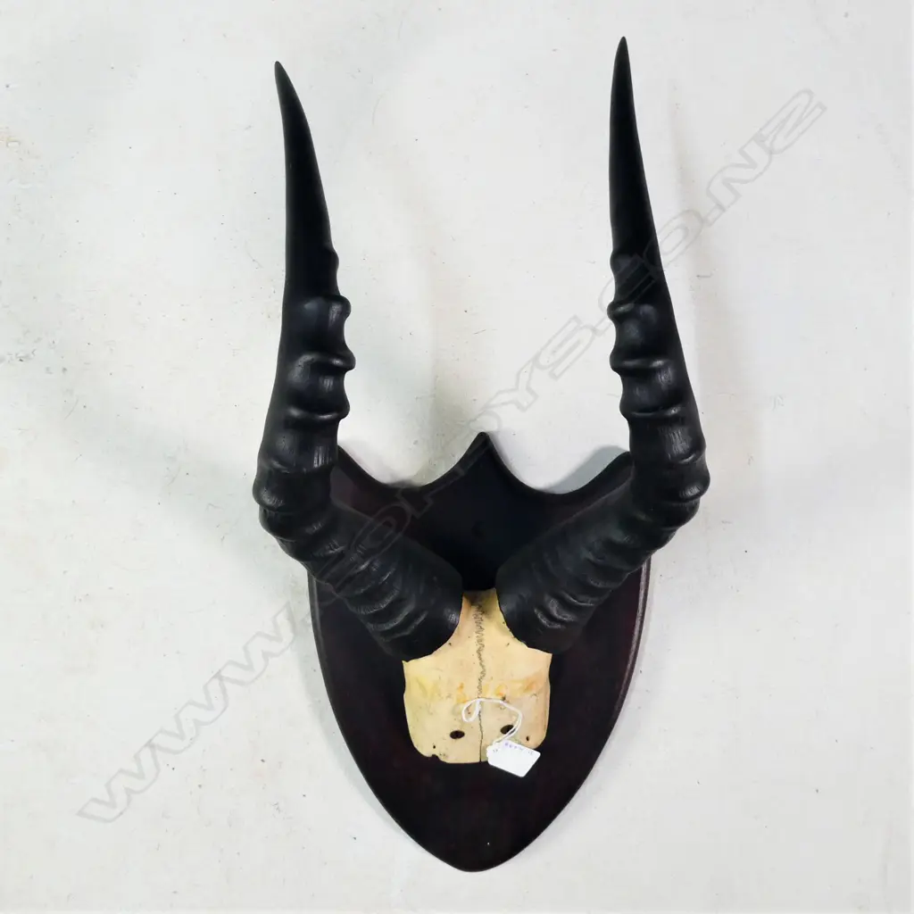 PR SHIELD MOUNTED ANTELOPE ANTLERS L. 400MM Image 1++