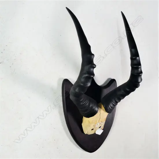 PR SHIELD MOUNTED ANTELOPE ANTLERS L. 400MM