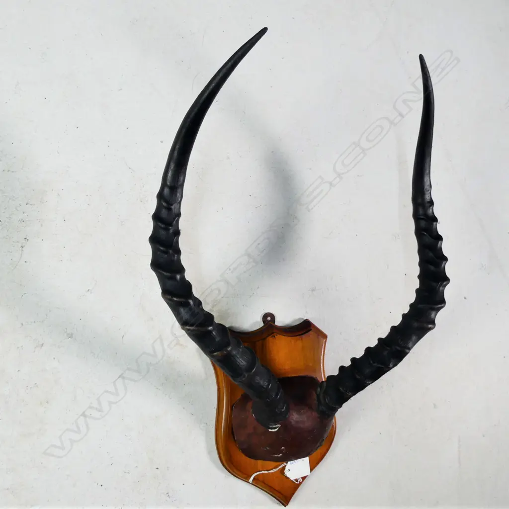 PR SHIELD MOUNTED ANTELOPE ANTLERS L. 425MM Image 1++