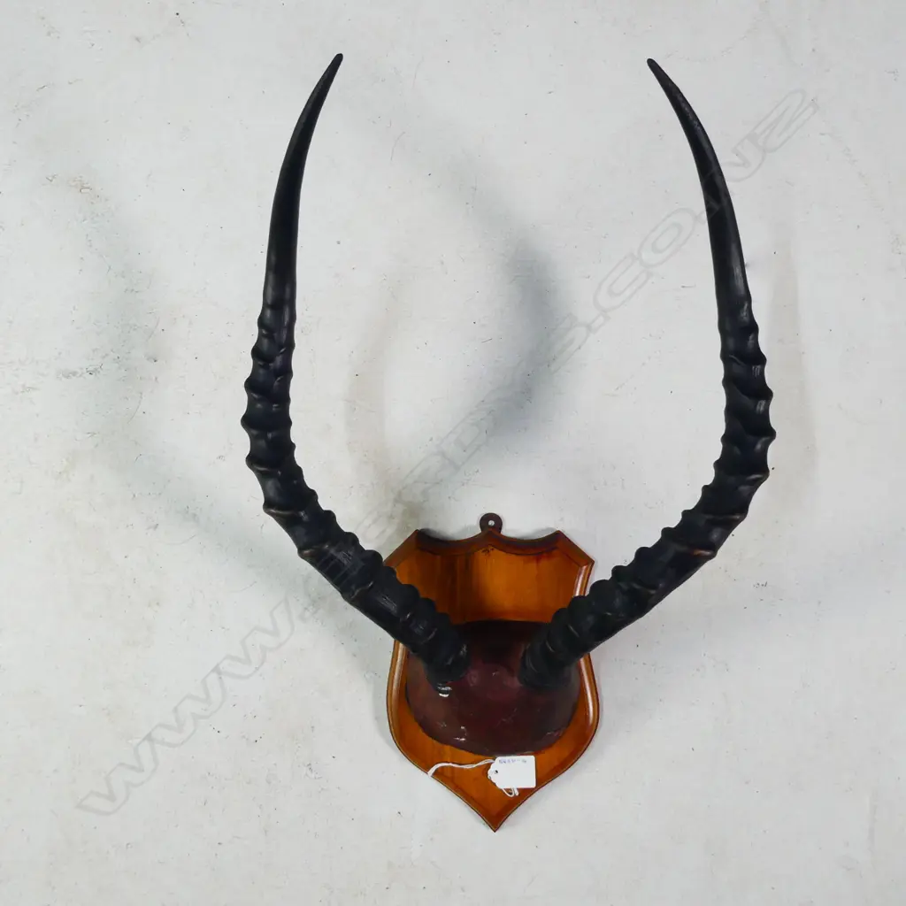 PR SHIELD MOUNTED ANTELOPE ANTLERS L. 425MM Image 1++