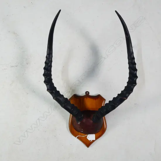 PR SHIELD MOUNTED ANTELOPE ANTLERS L. 425MM