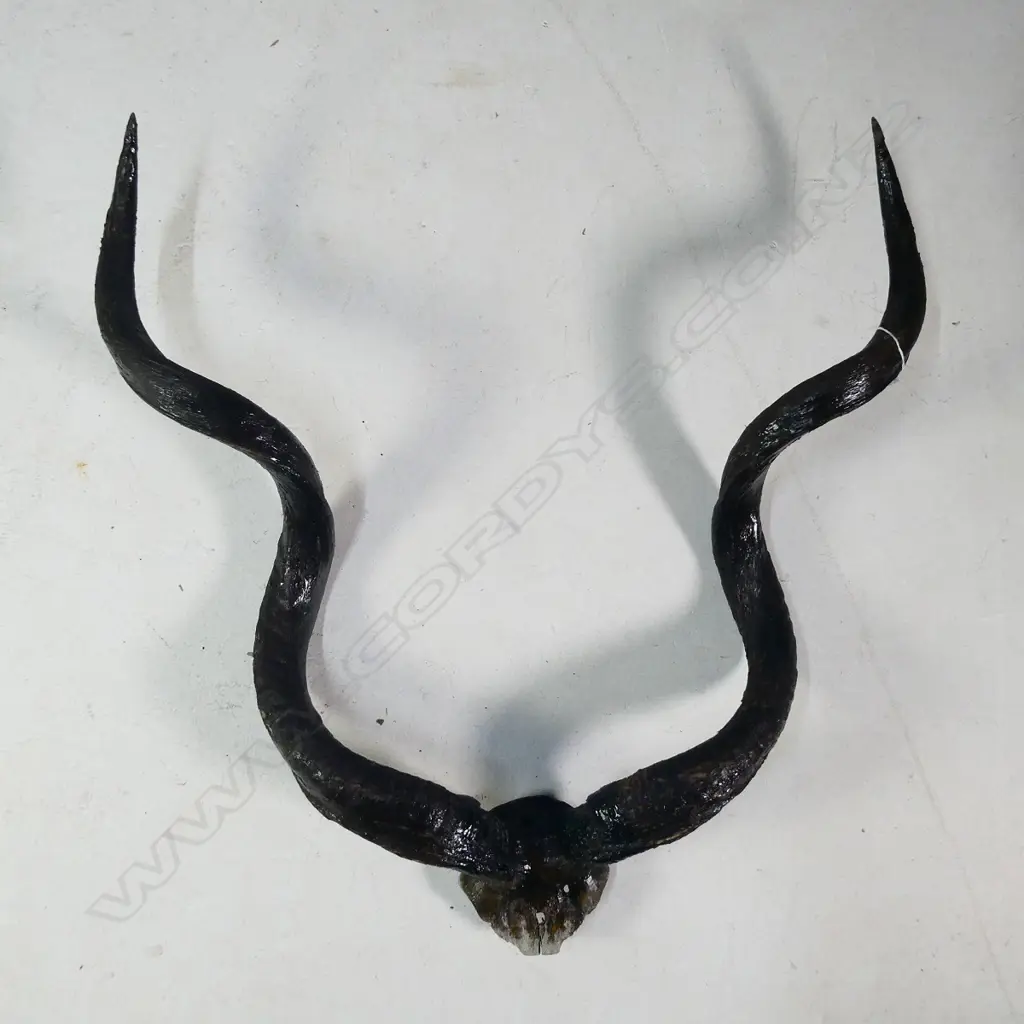 PR LARGE DISTRESSED ANTELOPE HORNS 865 X 820MM Image 1++