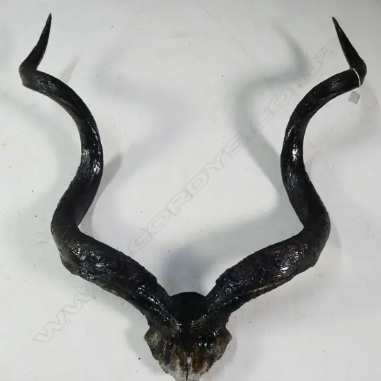 PR LARGE DISTRESSED ANTELOPE HORNS 865 X 820MM