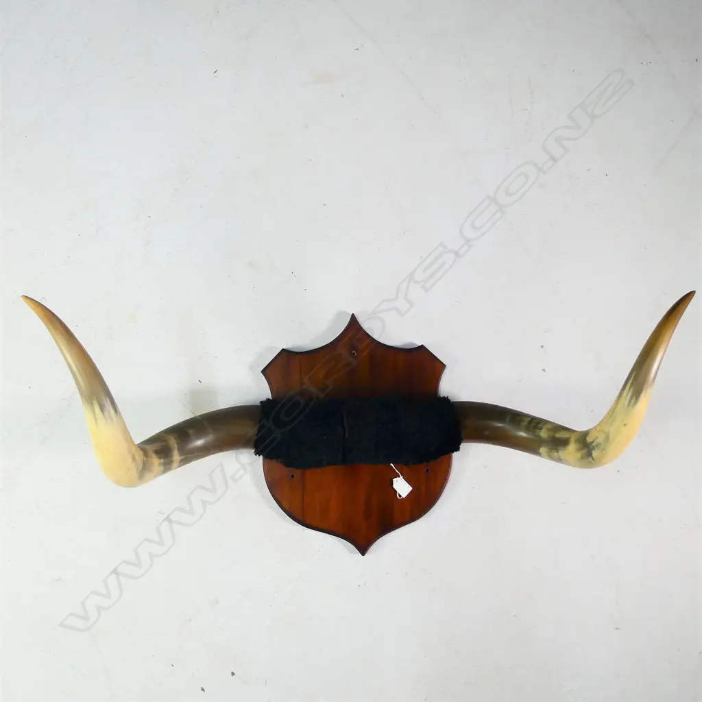 LGE PR OX HORNS ON KAURI SHIELD MOUNT W. 955MM Image 1++