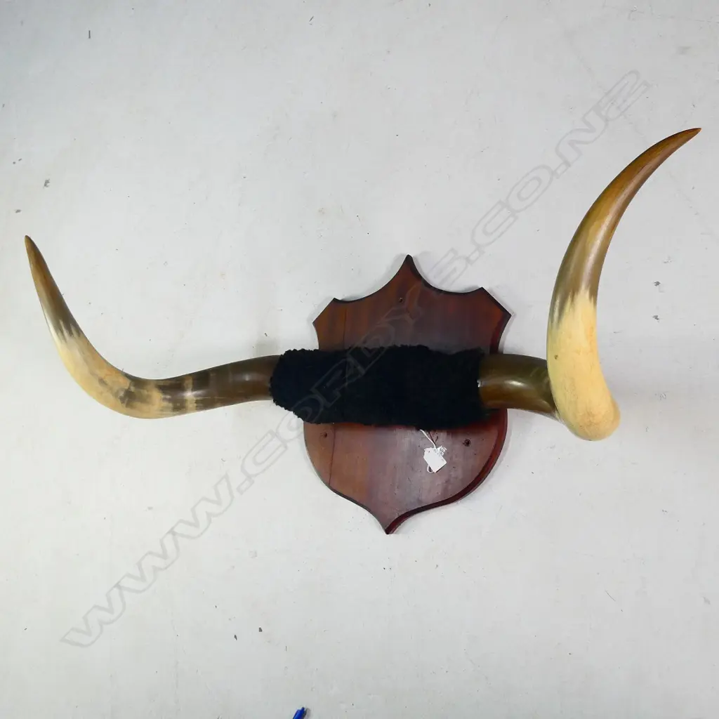 LGE PR OX HORNS ON KAURI SHIELD MOUNT W. 955MM Image 1++