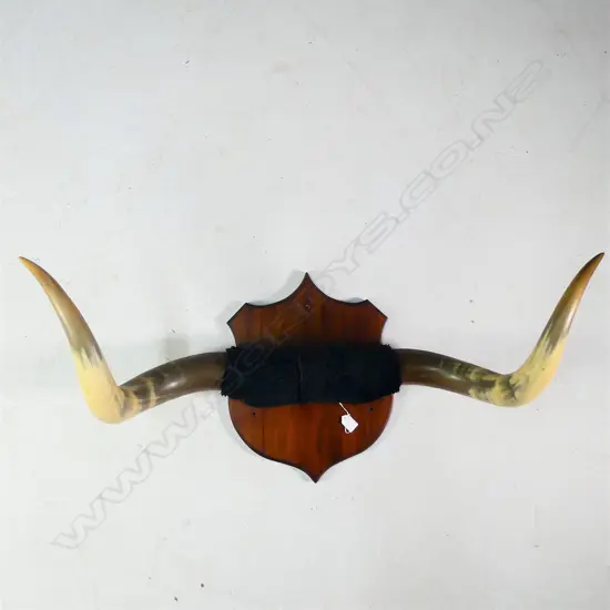 LGE PR OX HORNS ON KAURI SHIELD MOUNT W. 955MM