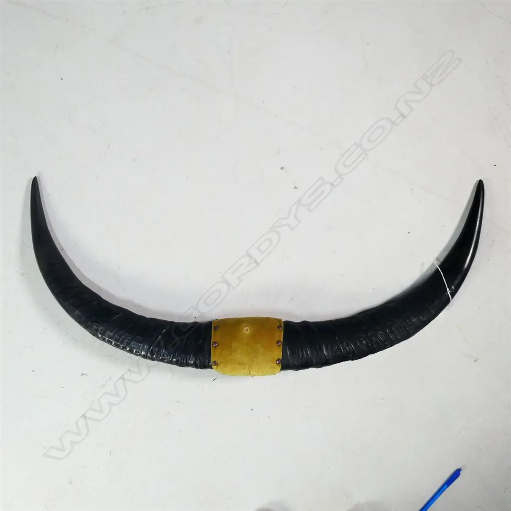 PR MOUNTED WATER BUFFALO HORNS W. 910MM Image 1++