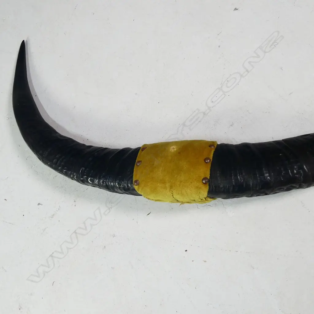 PR MOUNTED WATER BUFFALO HORNS W. 910MM Image 1++