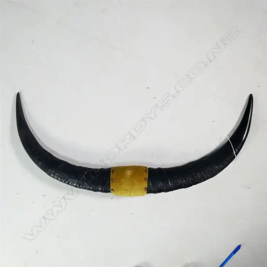 PR MOUNTED WATER BUFFALO HORNS W. 910MM